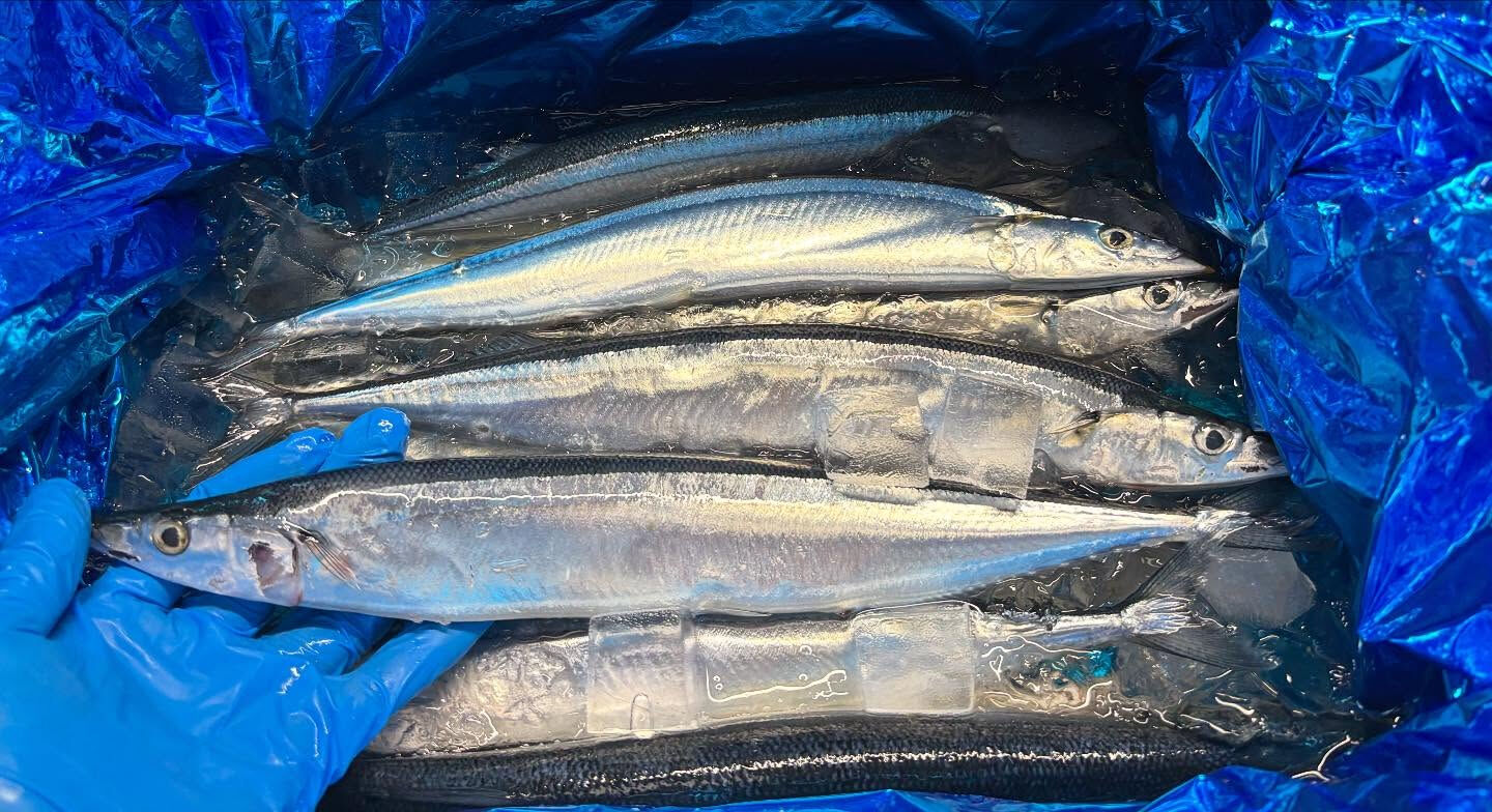 秋刀魚の値段が下がってきた😍