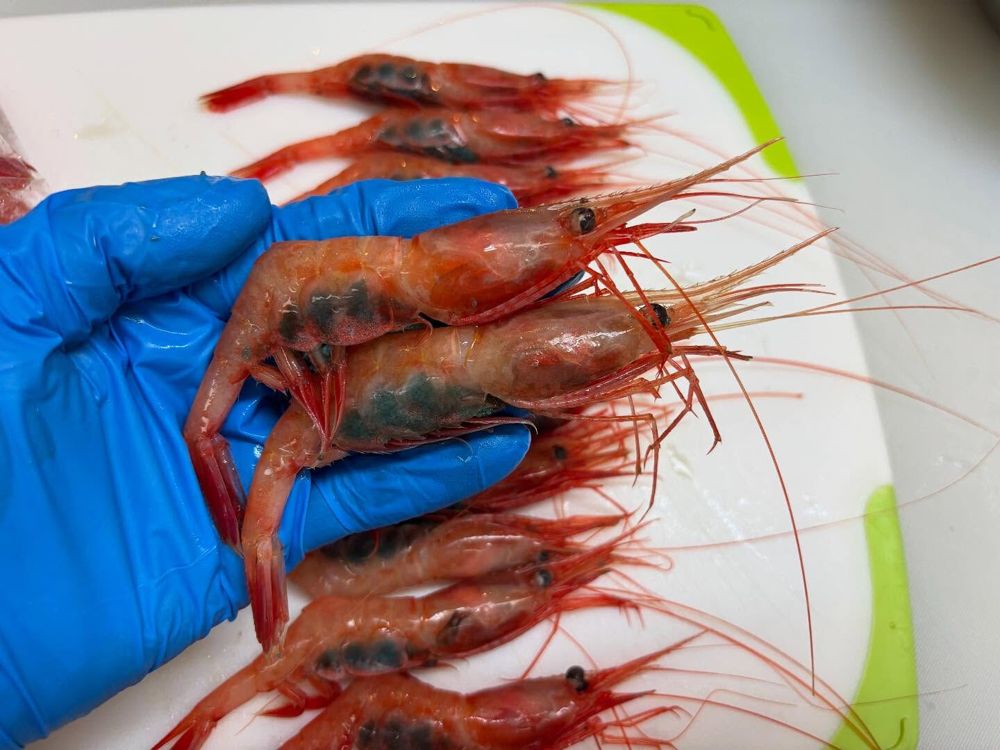 甘エビもいい感じ🦐