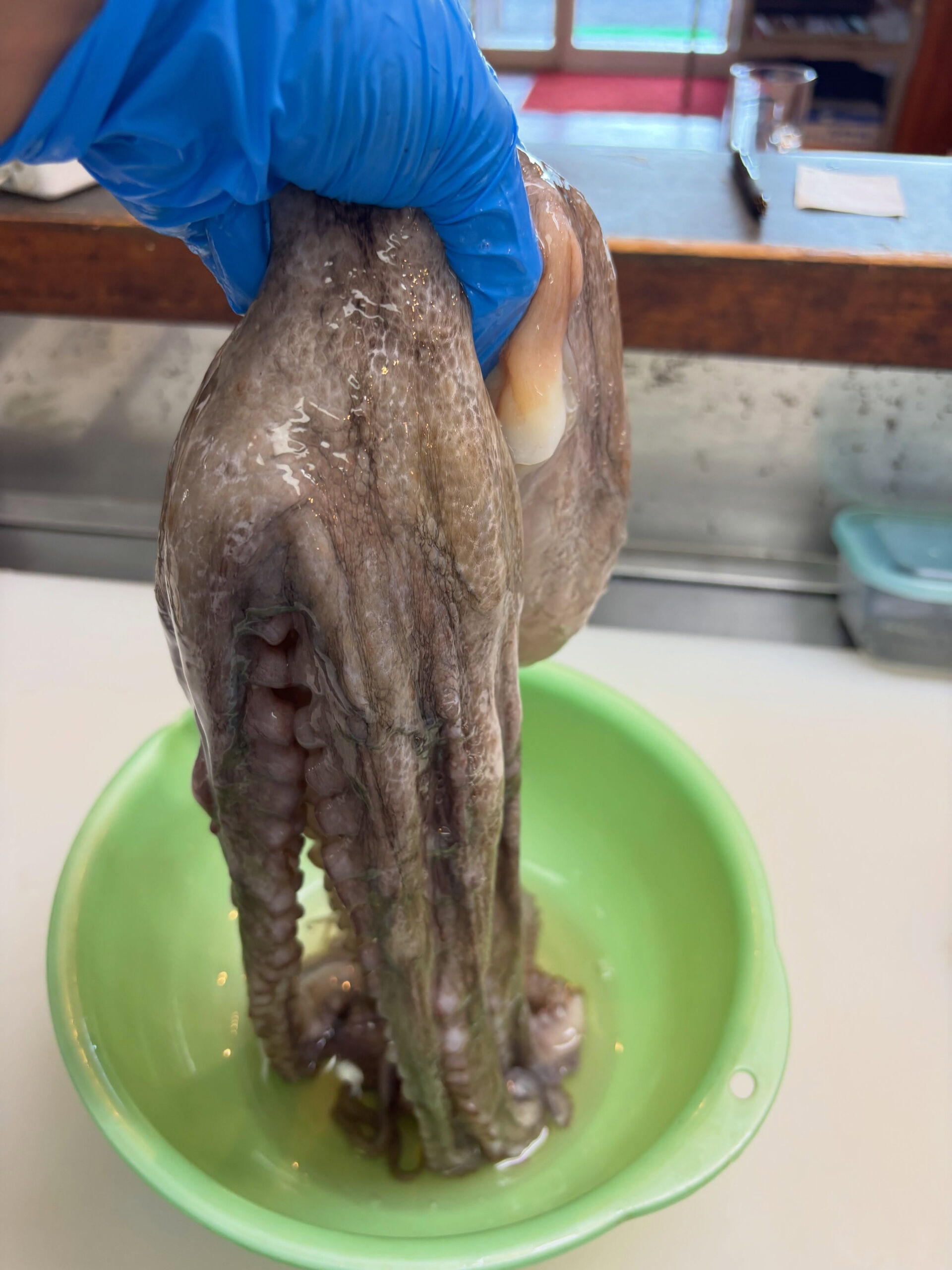 まだこ🐙