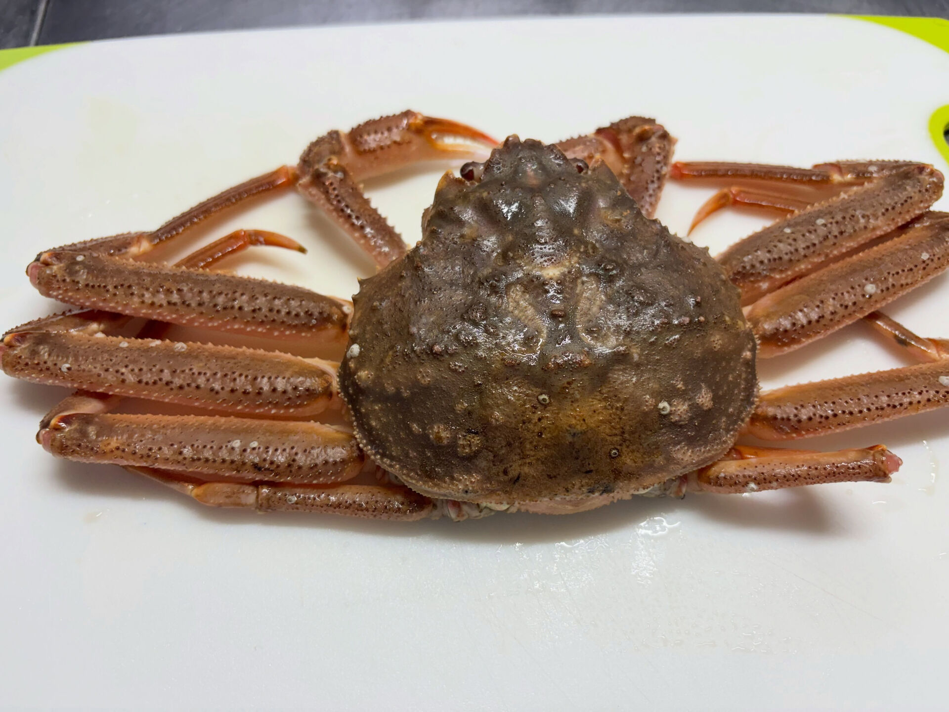 本日すし大翔にズワイガニ入っております🦀